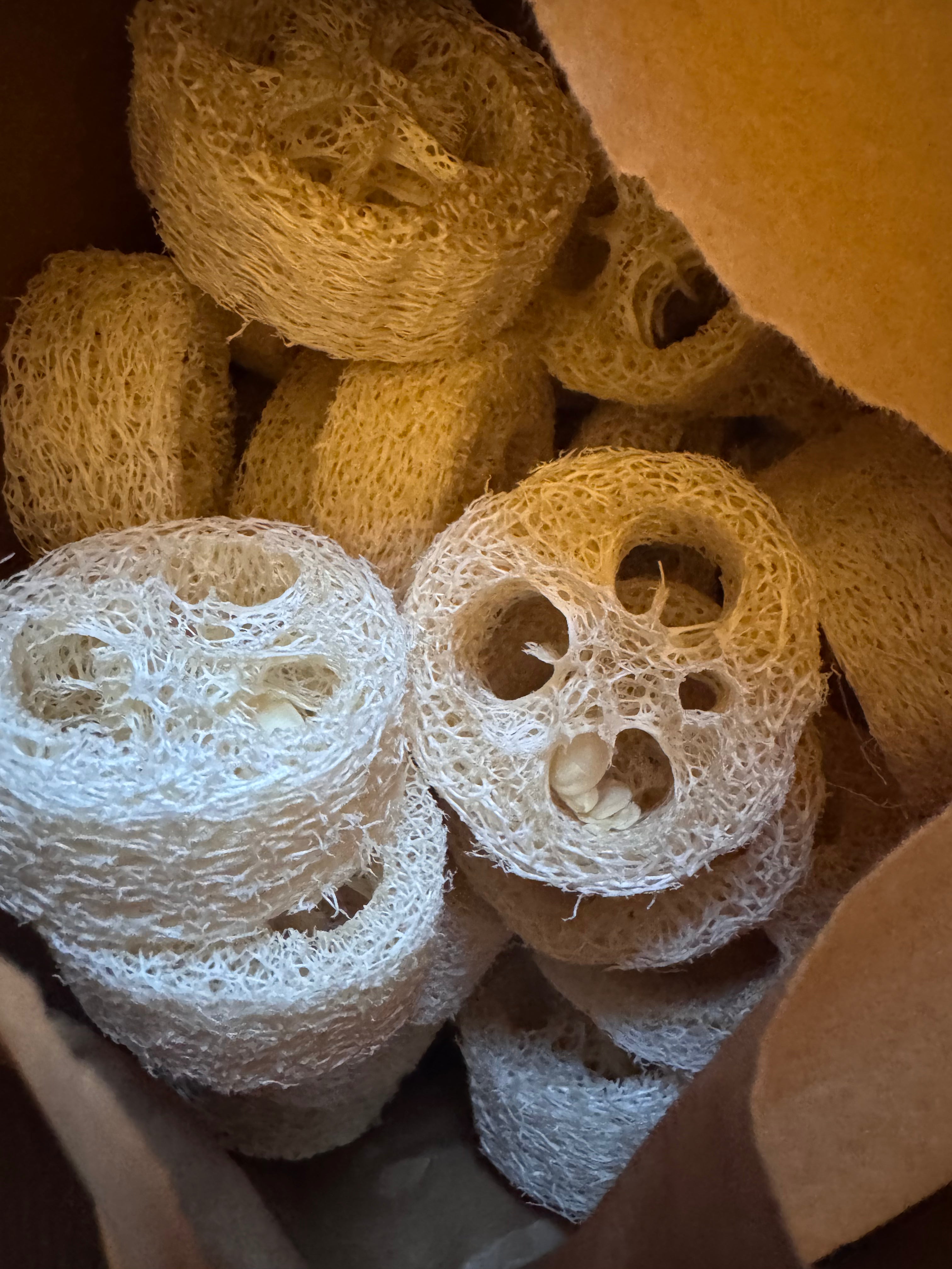 Loofah skive